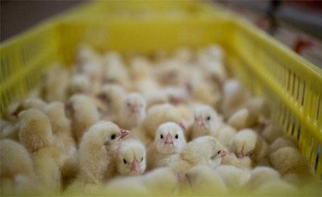 آیا جوجه یک روزه بومی گلپایگانی نیاز به واکسن دارد؟